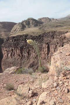 Image of Newberry's yucca; chaparral yucca