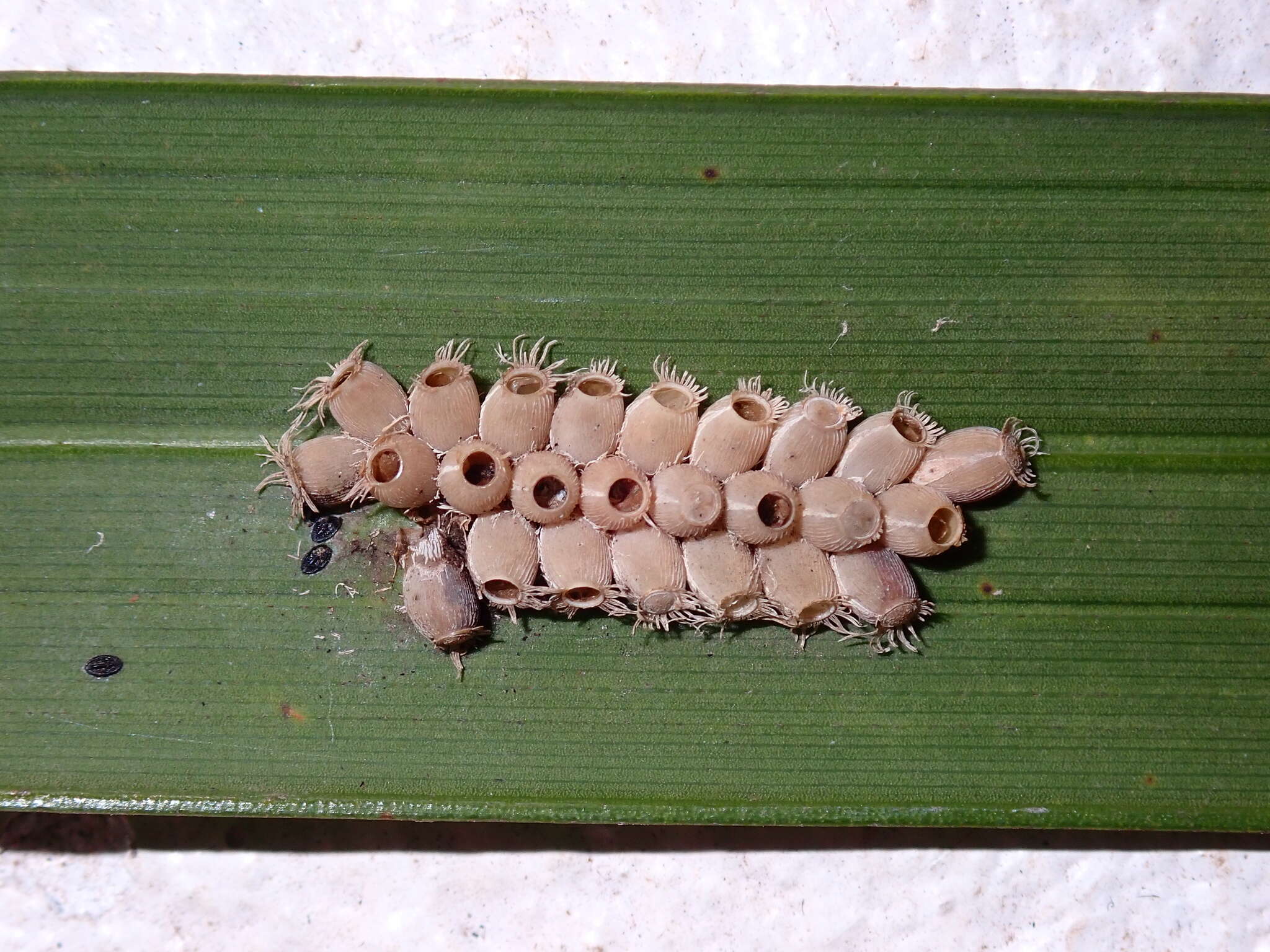 Image of Trachythorax maculicollis (Westwood 1848)