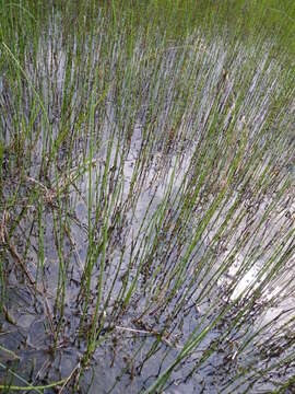 Image of Water Horsetail