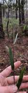 Image of Hemlock Rosette Grass