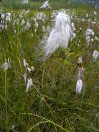 Image of common cottongrass