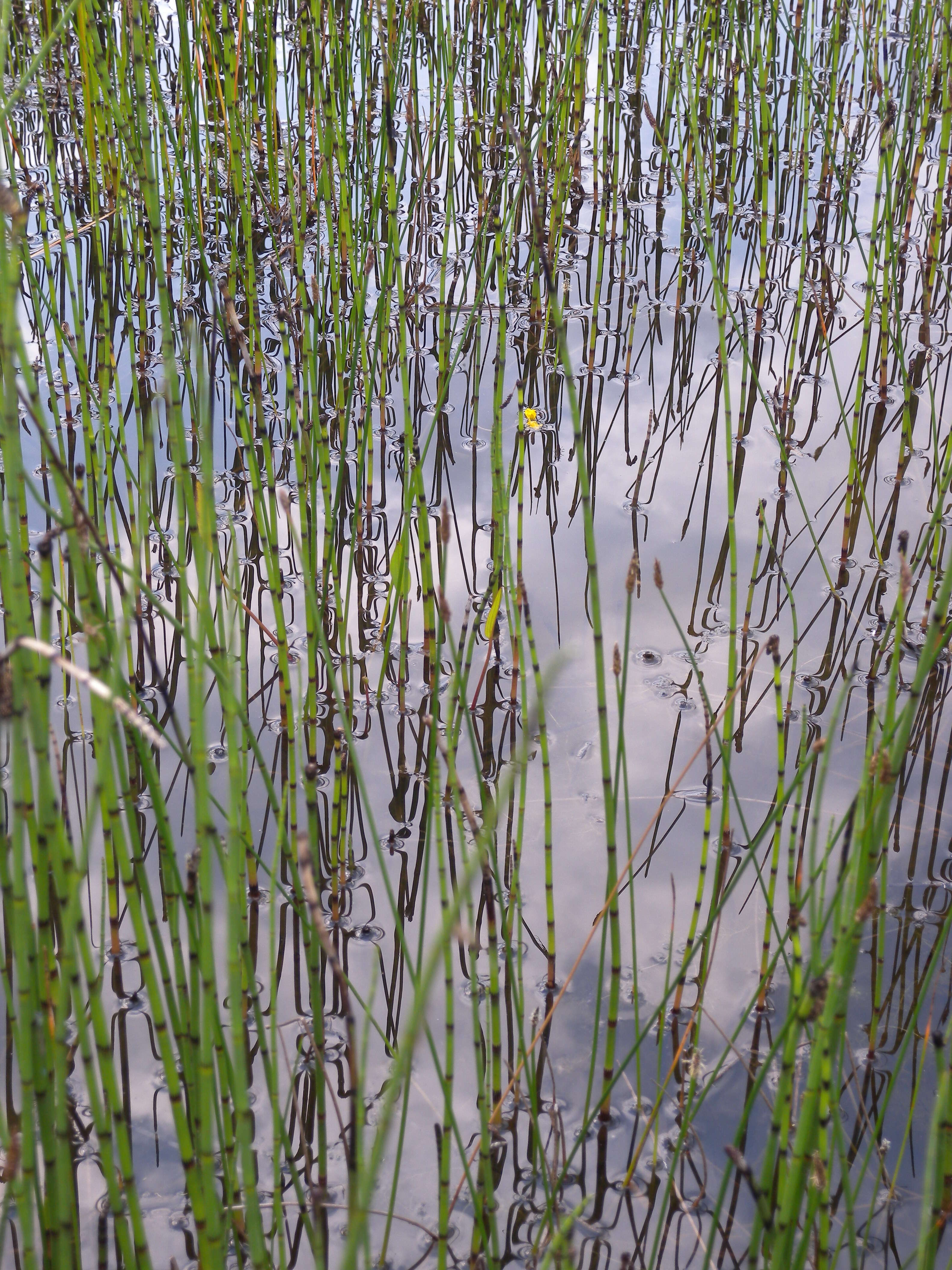 Image of Water Horsetail