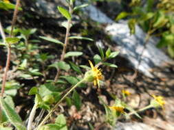 Image de Melampodium paniculatum Gardn.