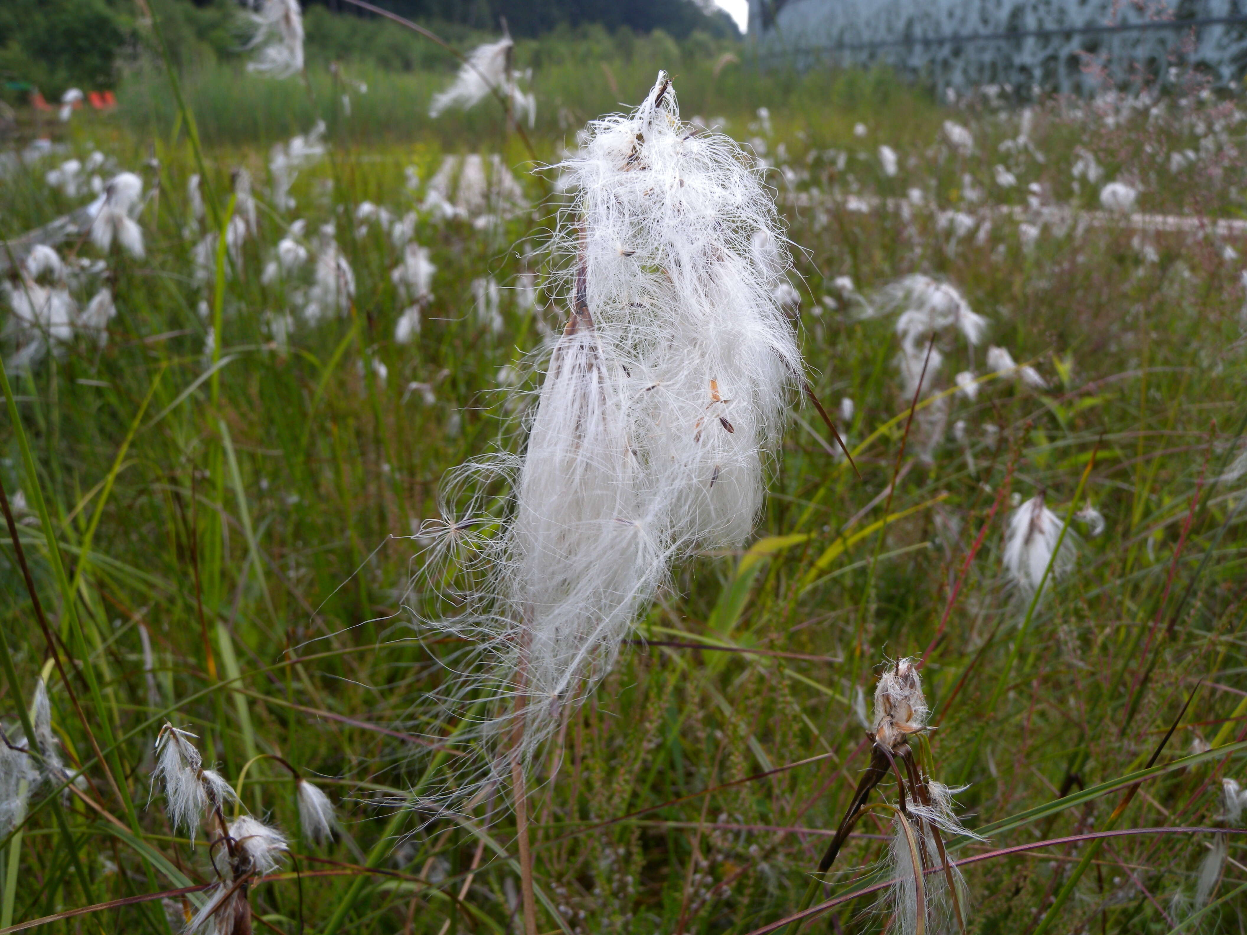 Image of common cottongrass