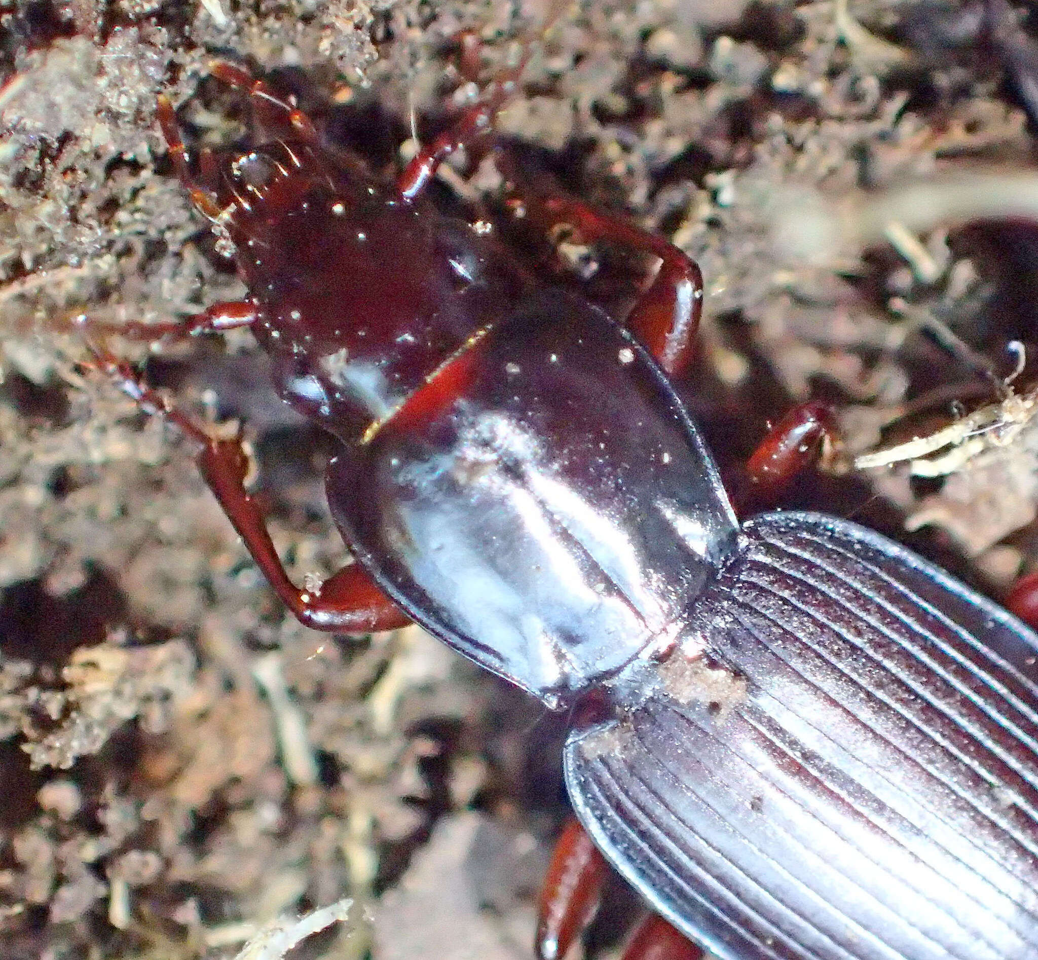 Image of Pterostichus (Hypherpes) vicinus Mannerheim 1843