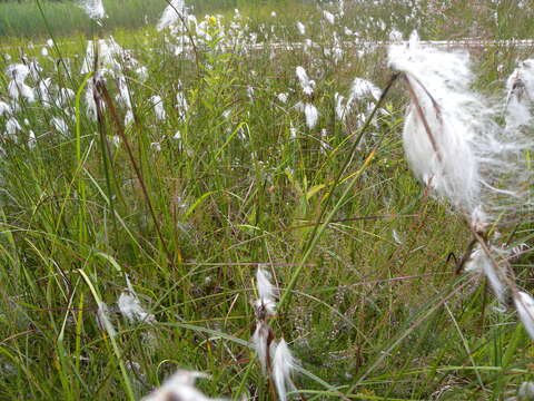 Image of common cottongrass