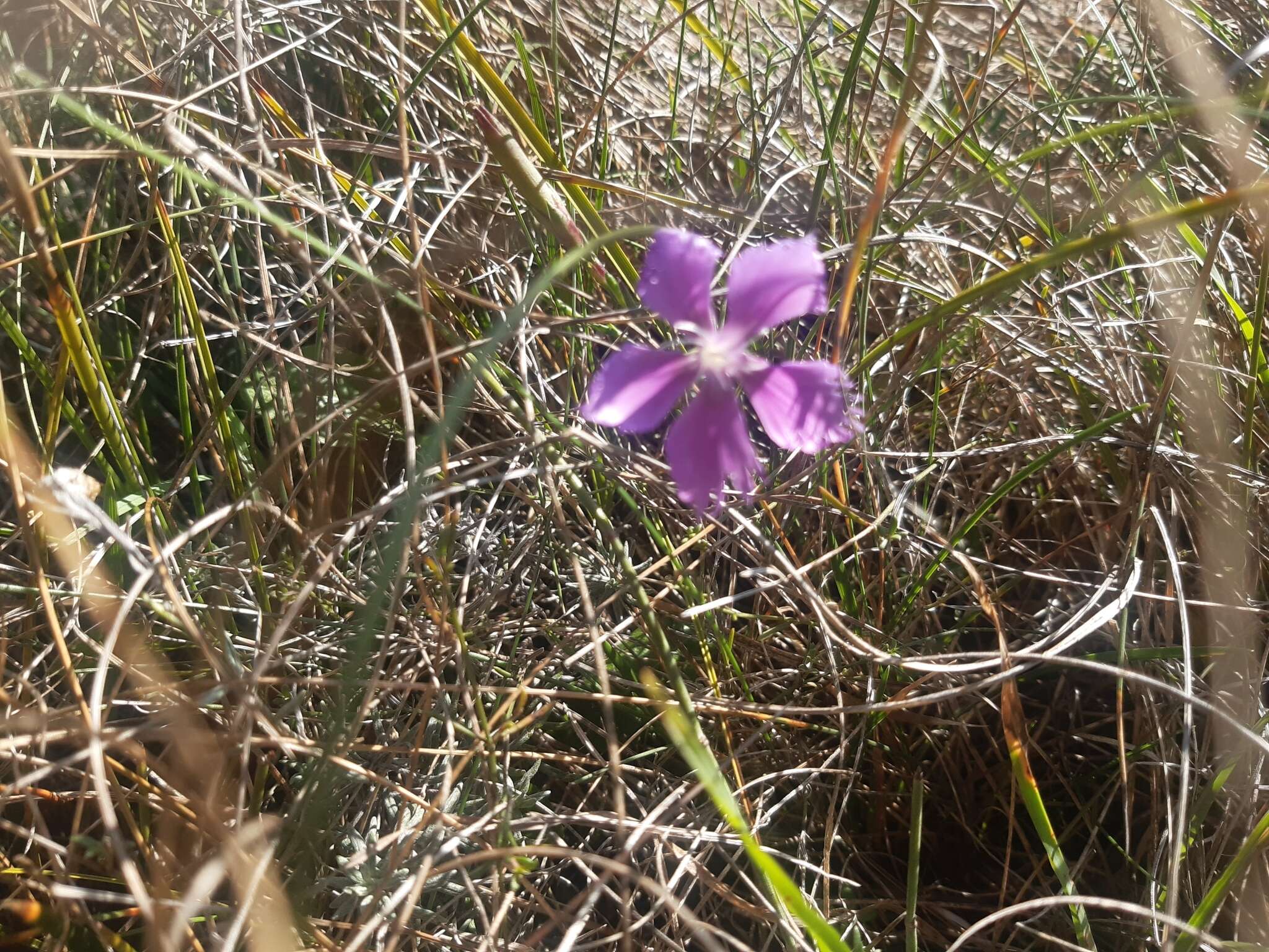 Слика од Dianthus gallicus Pers.