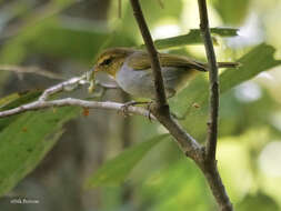 صورة Phylloscopus ruficapilla (Sundevall 1850)