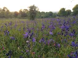 Image de Camassia leichtlinii subsp. suksdorfii (Greenm.) Gould