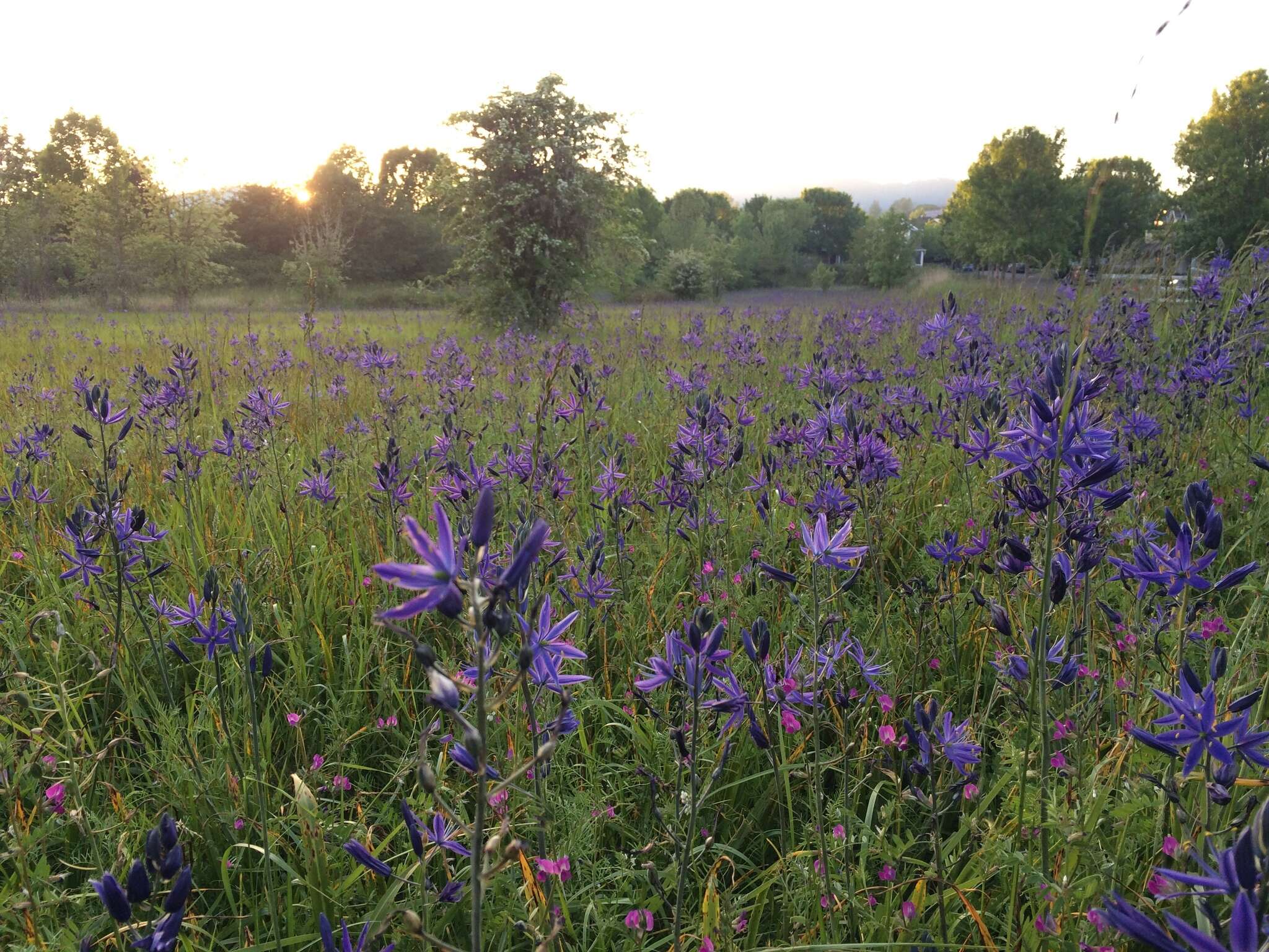 Image de Camassia leichtlinii subsp. suksdorfii (Greenm.) Gould