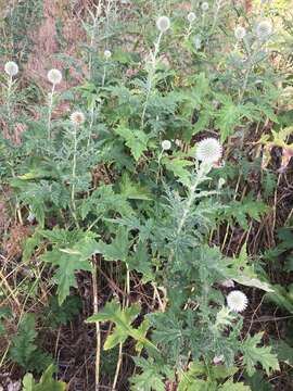 Image of tall globethistle