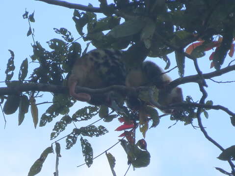 Imagem de Spilocuscus papuensis (Desmarest 1822)