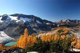 Image of whitebark pine