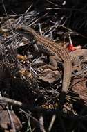 Image of Chihuahuan spotted whiptail