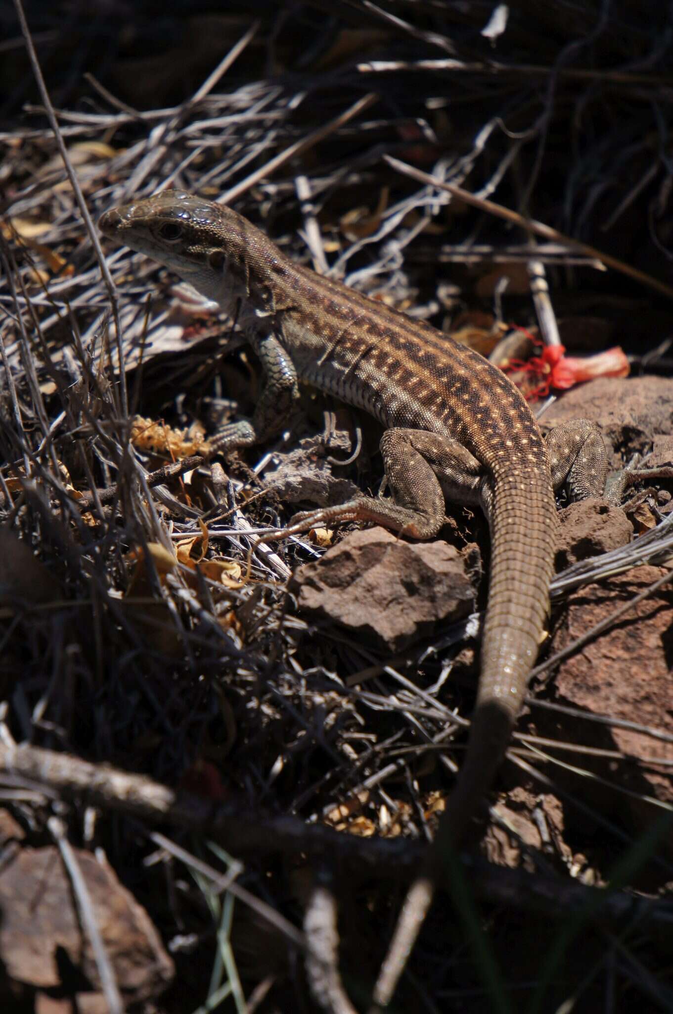 Image of Chihuahuan spotted whiptail