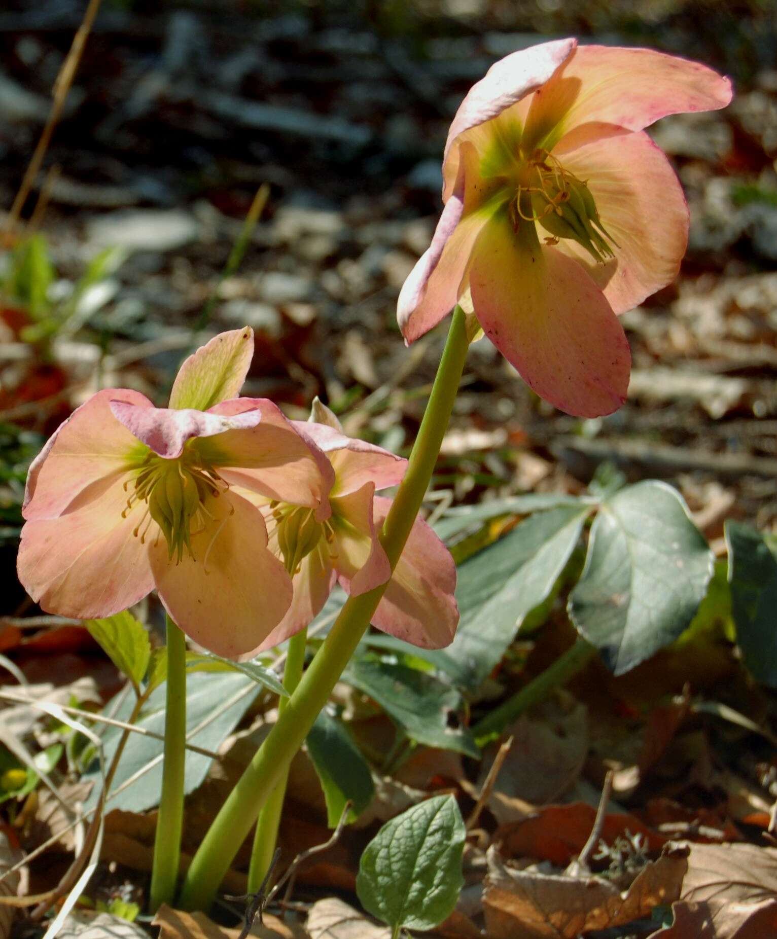 Image of black hellebore