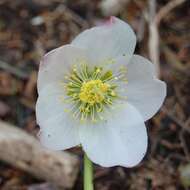 Image of black hellebore