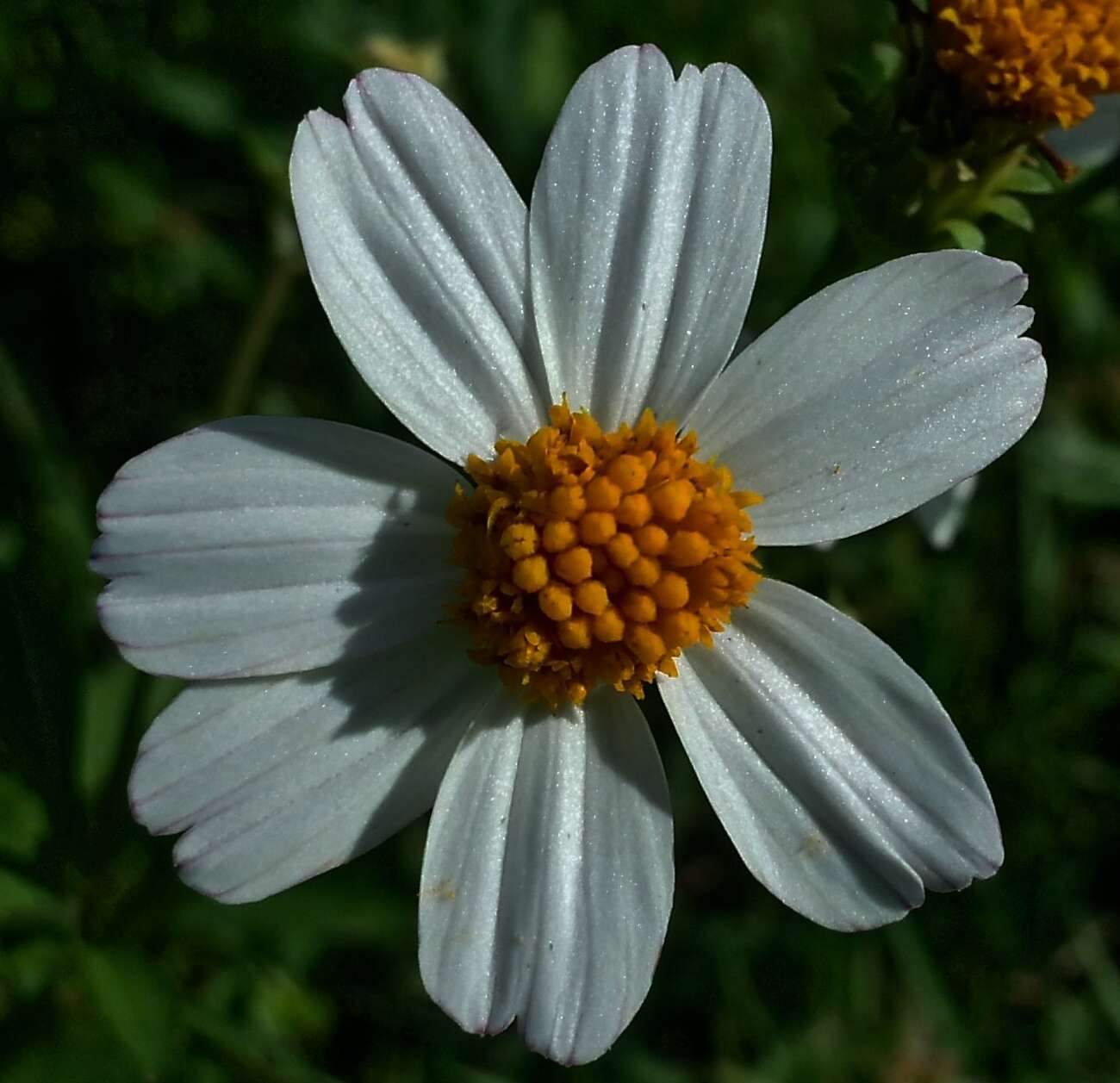 Plancia ëd Bidens alba (L.) DC.