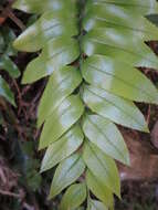 Image of Asplenium lepidotum Perrie & Brownsey