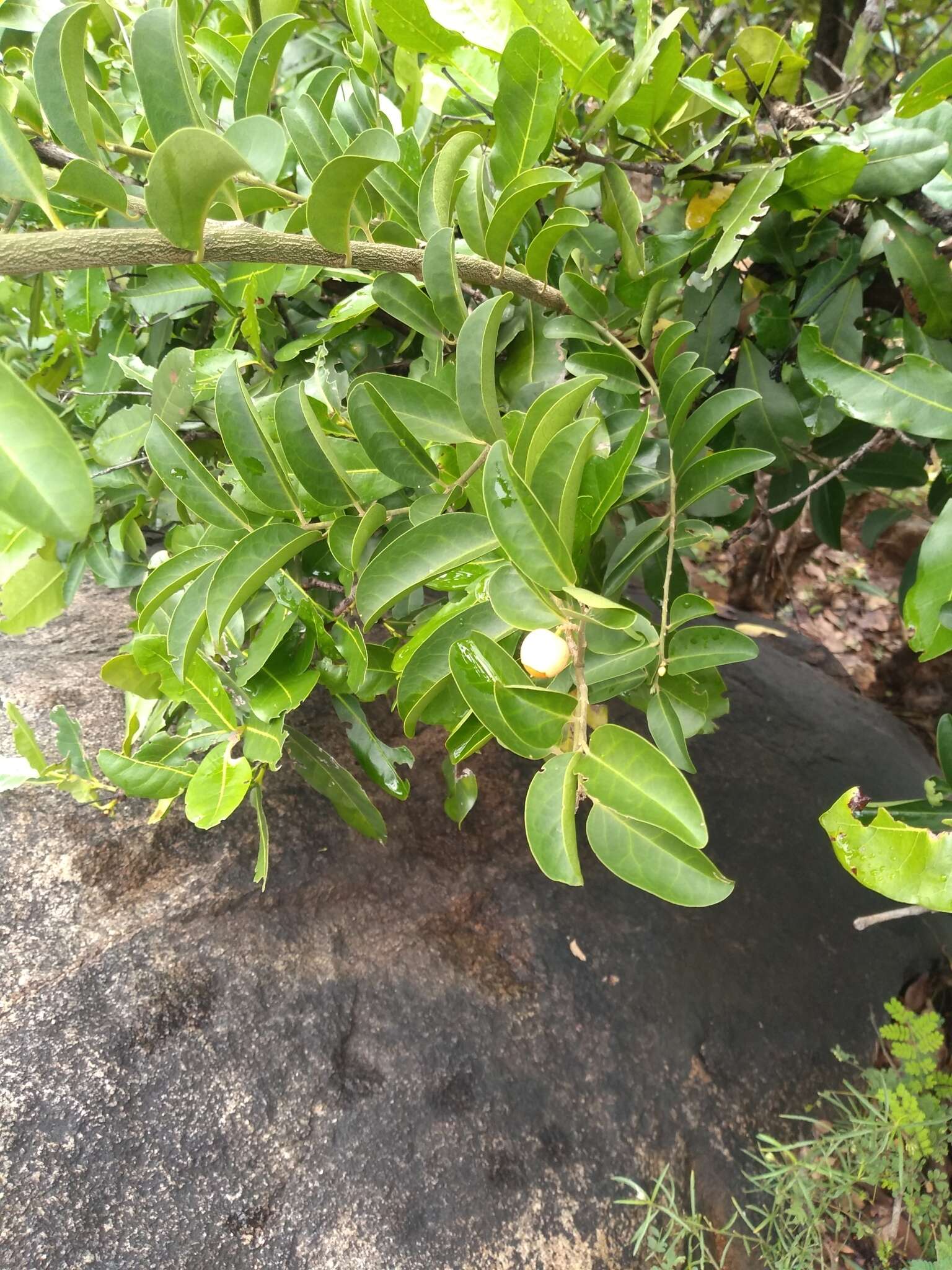 Image of Olax scandens Roxb.