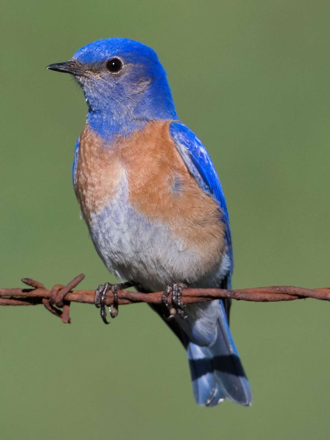 Image of Western Bluebird