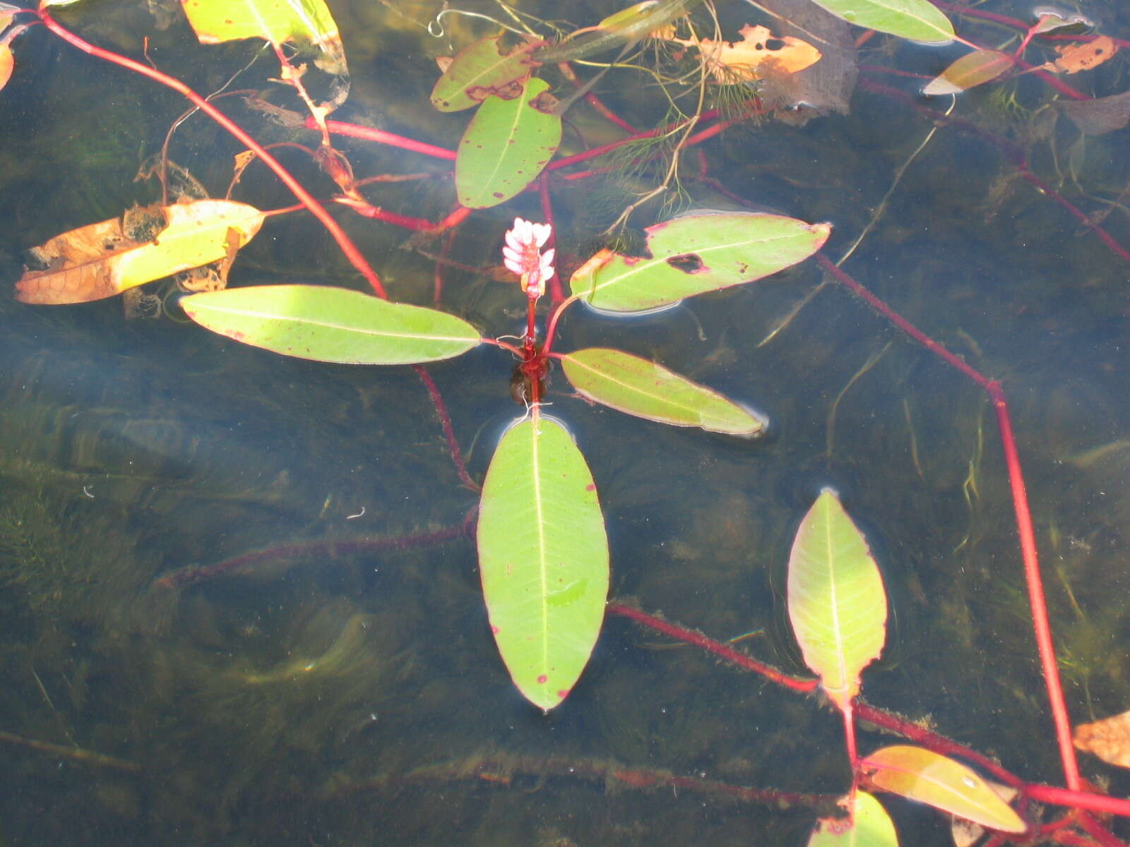 Image of water smartweed