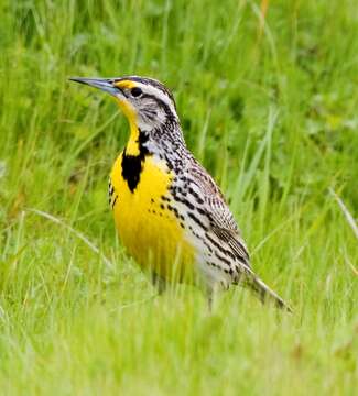 Image of Western Meadowlark