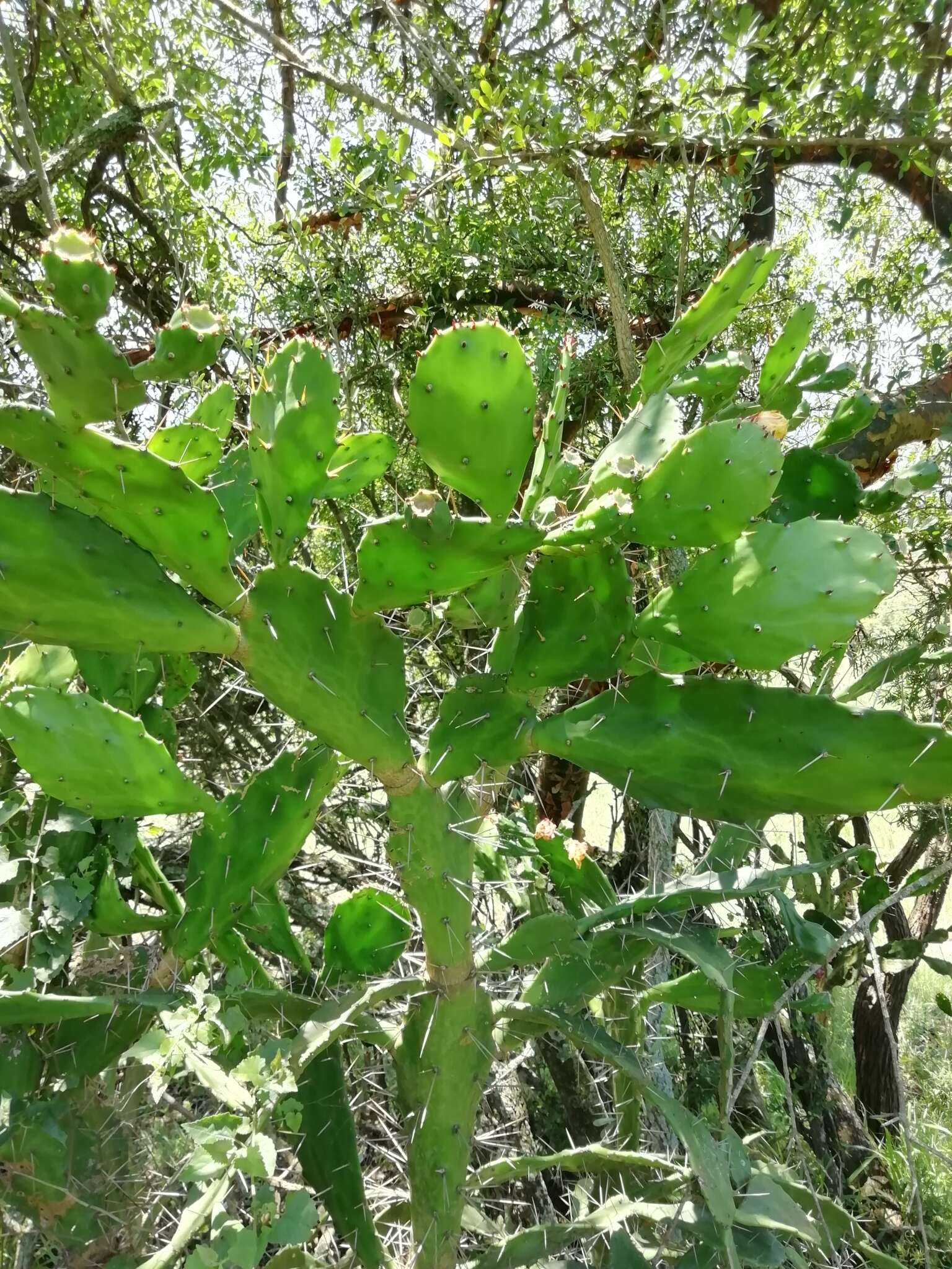 Image of Common Pricklypear