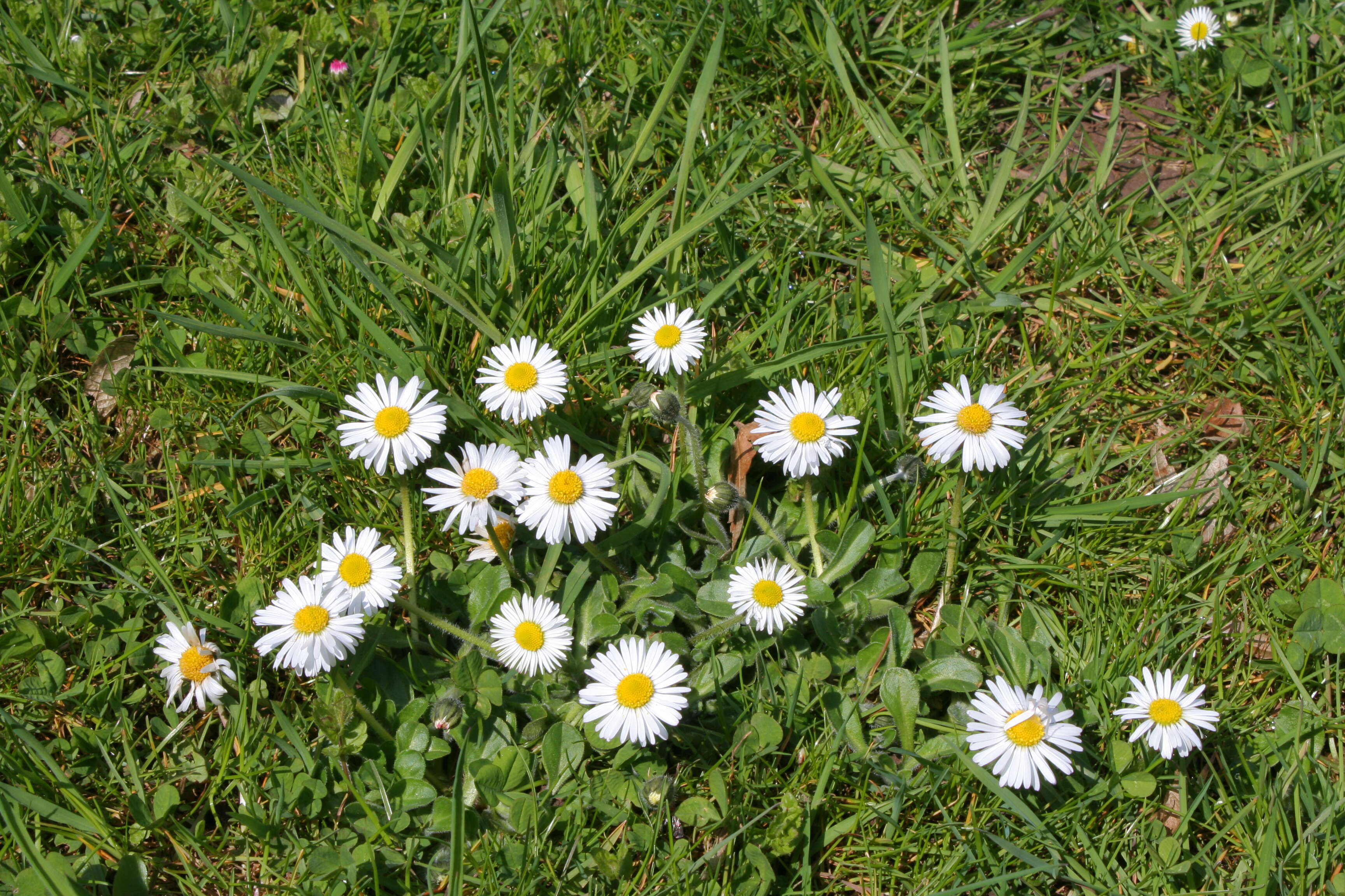 Image of Daisy