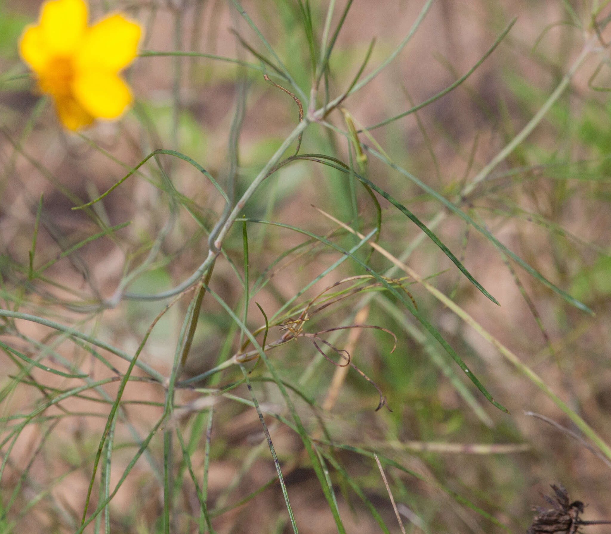 Image de Thelesperma flavodiscum (Shinners) B. L. Turner