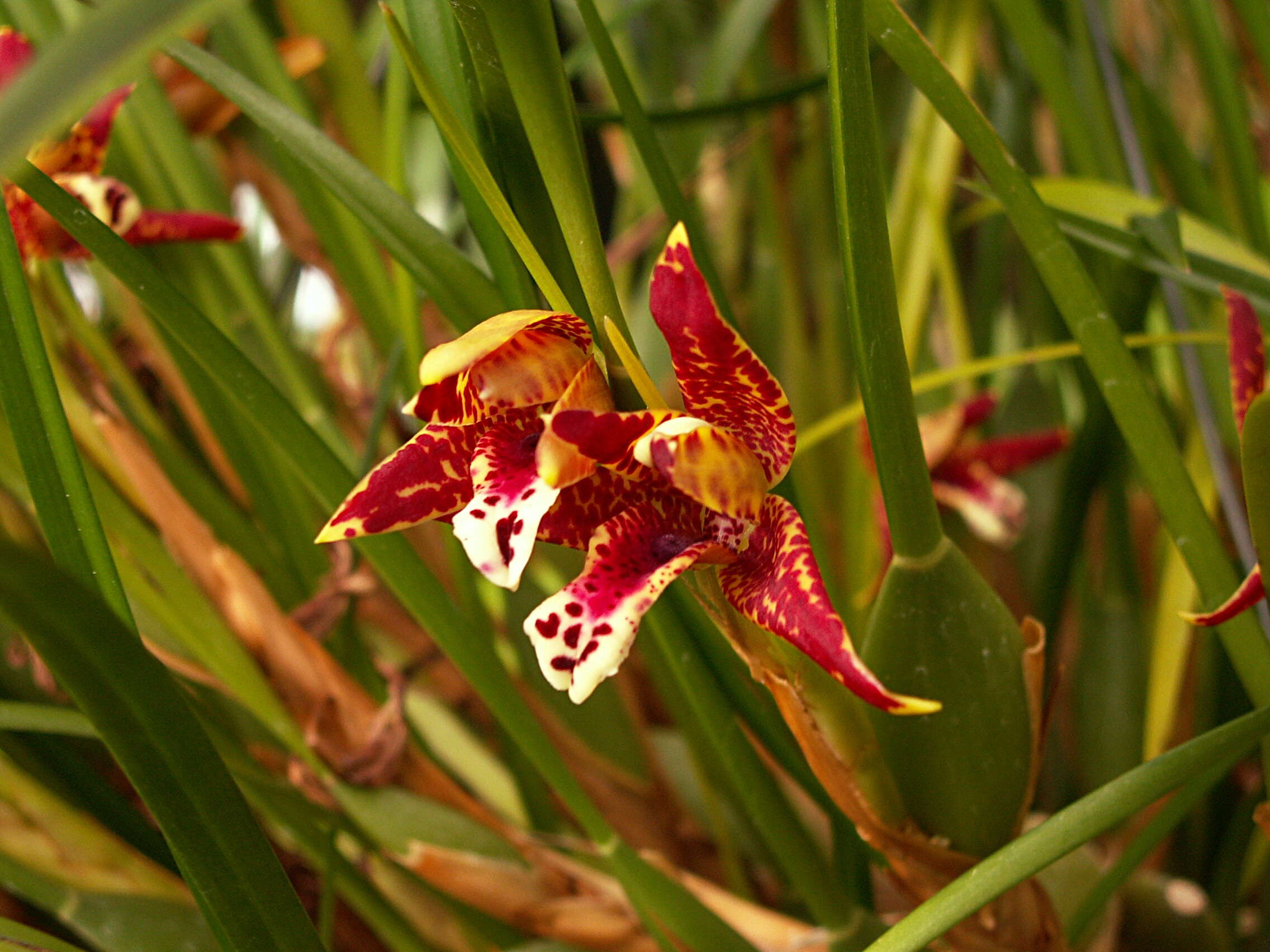 Image of Coconut orchid