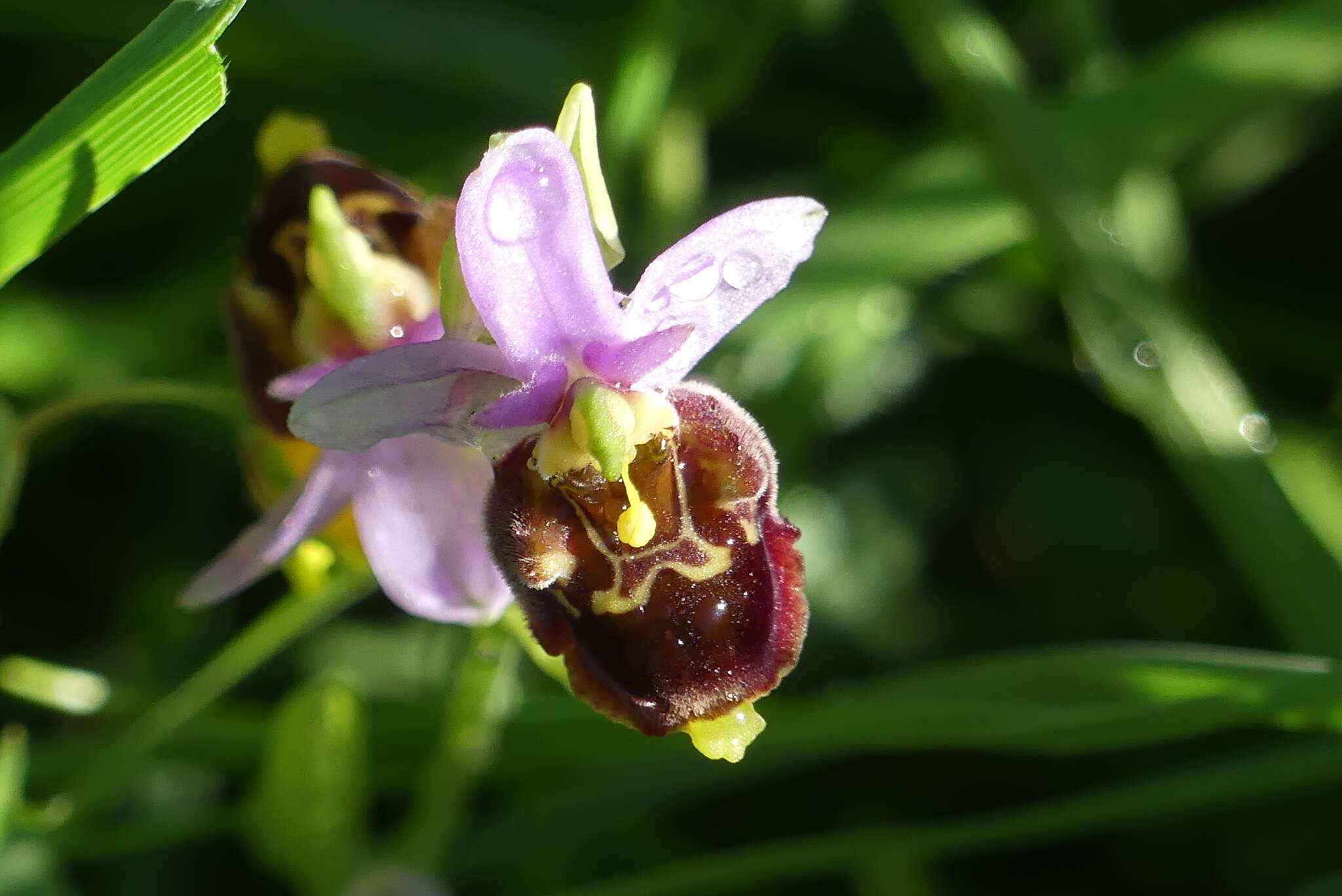 Image of Ophrys fuciflora subsp. fuciflora