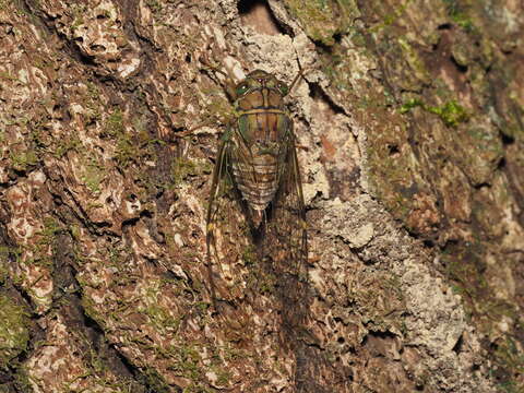 Image of Purana guttularis (Walker & F. 1858)