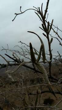 Image of Cordia decandra Hook. & Arn.