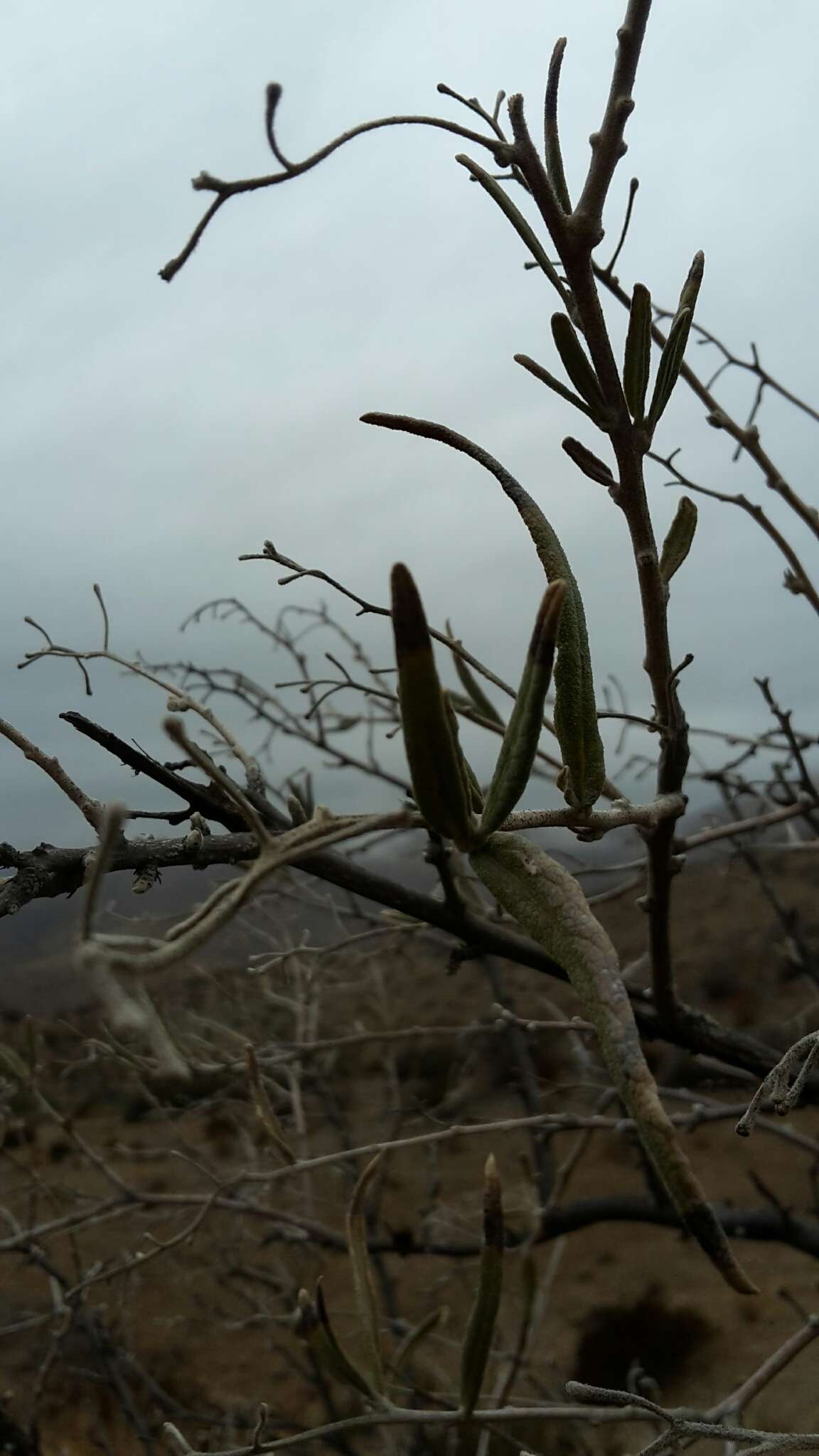 Image de Cordia decandra Hook. & Arn.