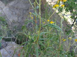 Слика од Verbesina virgata var. oreopola (B. L. Rob. & Greenm.) B. L. Turner