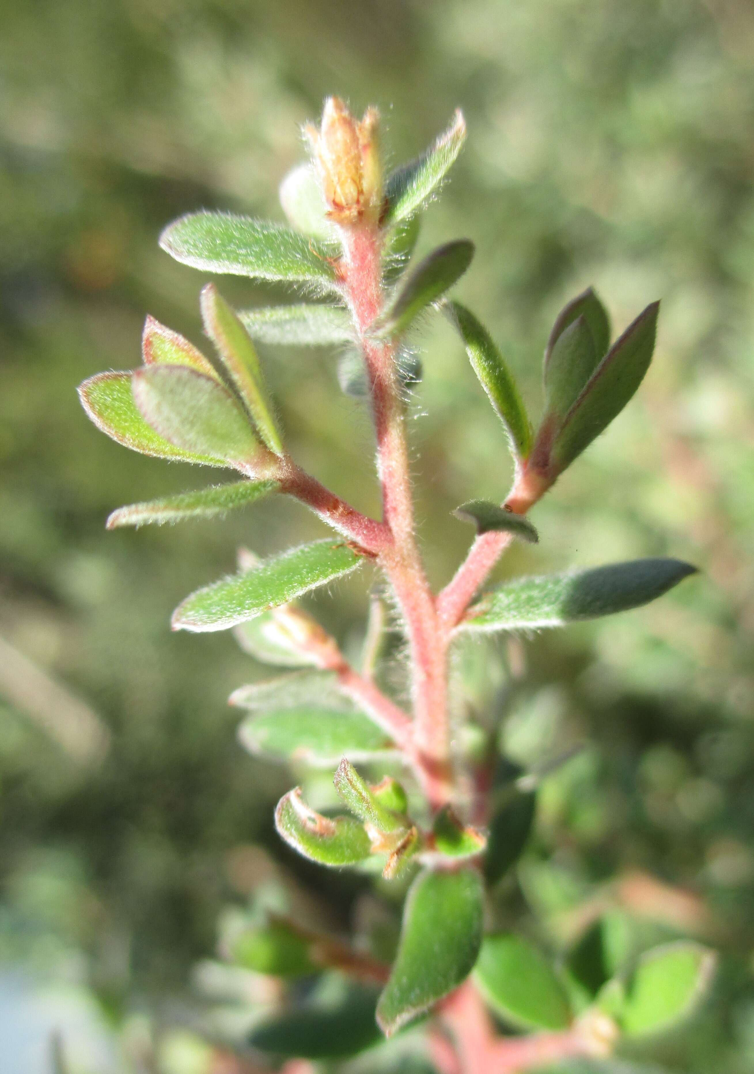 Sivun Leptospermum lanigerum (Ait.) Sm. kuva