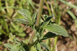 Image of California phacelia