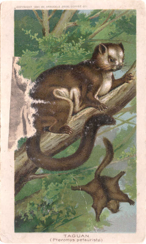 Image of Indian Giant Flying Squirrel