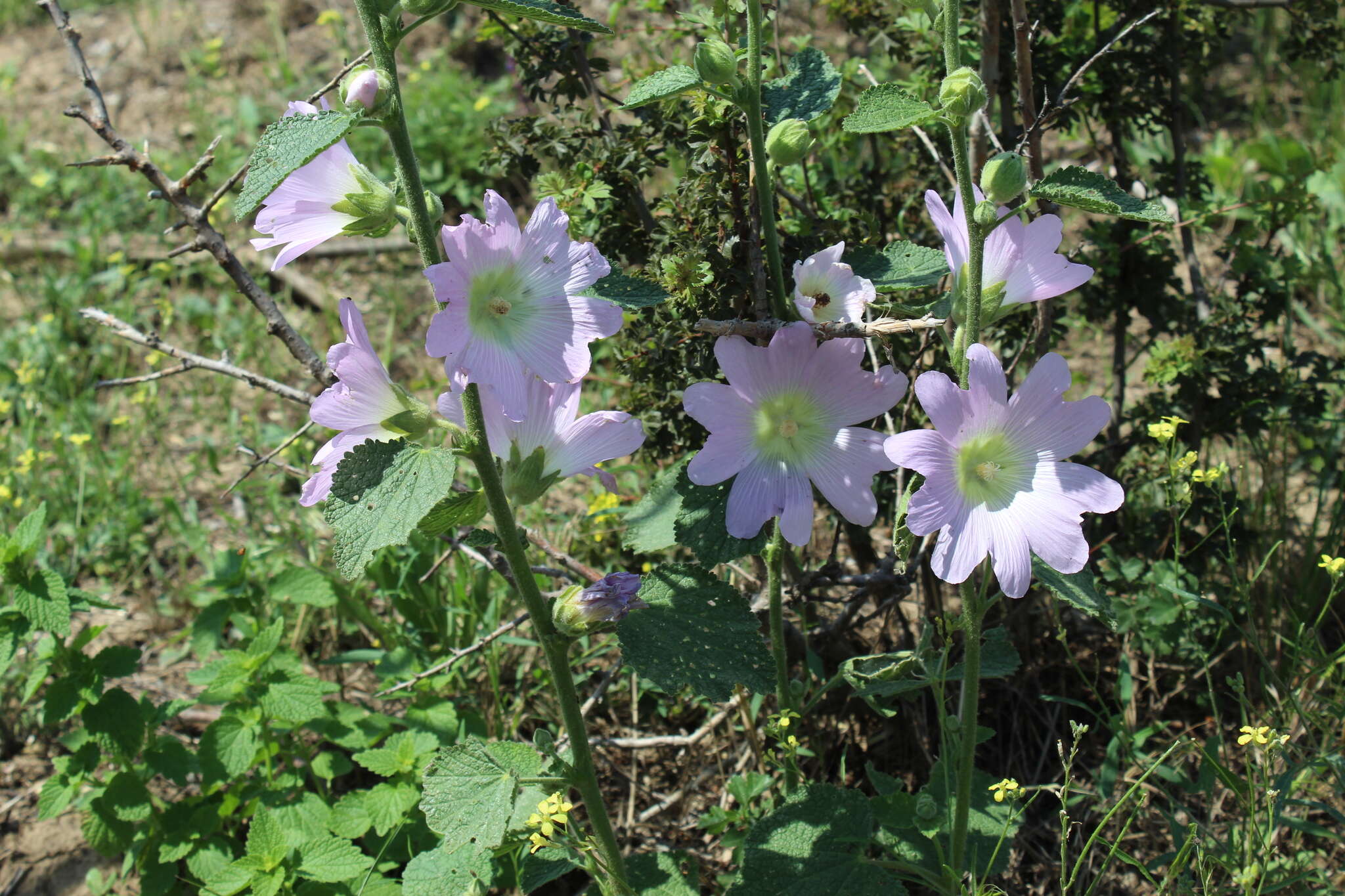 Image of hollyhock