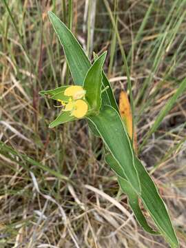 Image of Commelina africana var. lancispatha C. B. Clarke