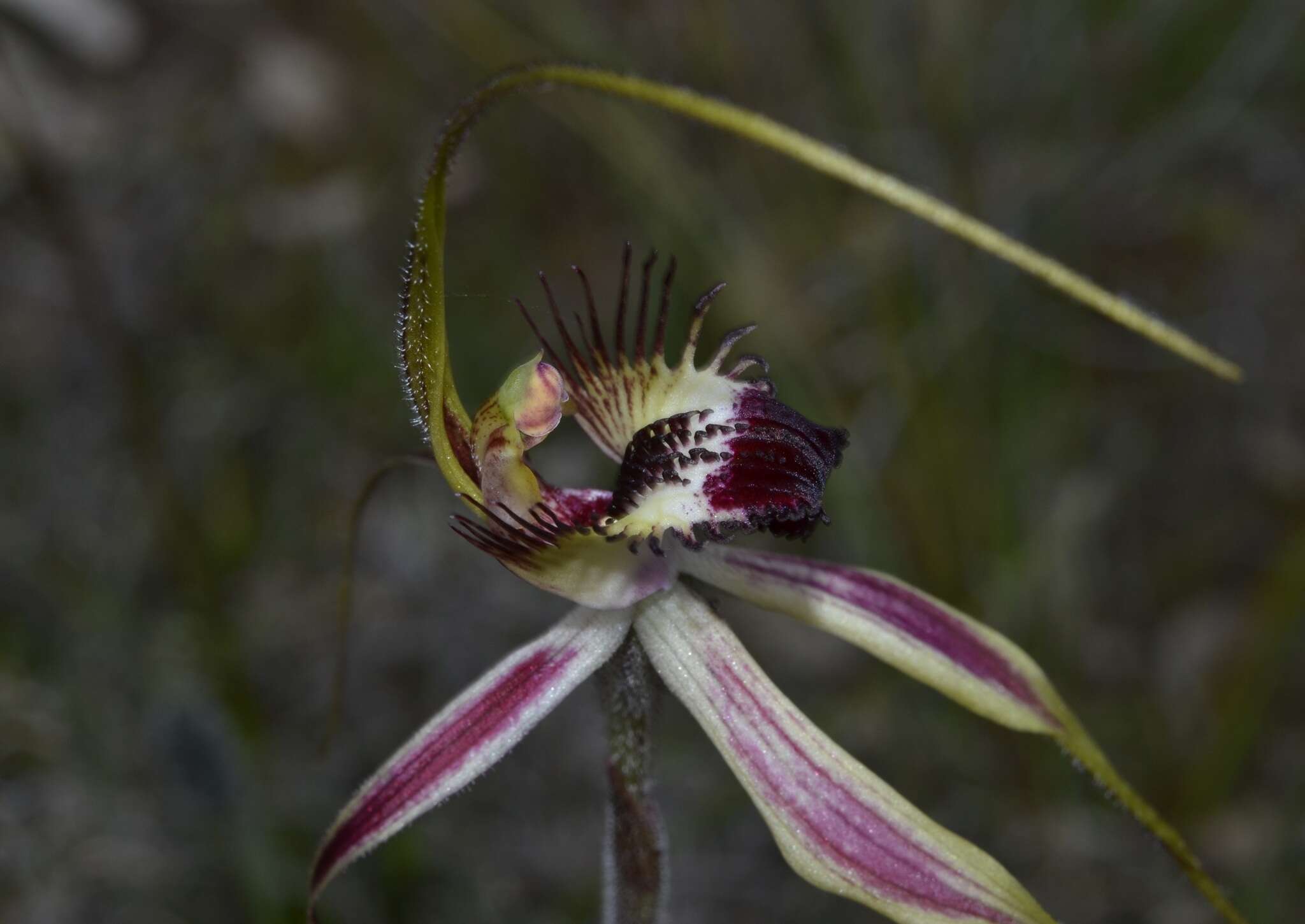 Image of Caladenia cala Hopper & A. P. Br.