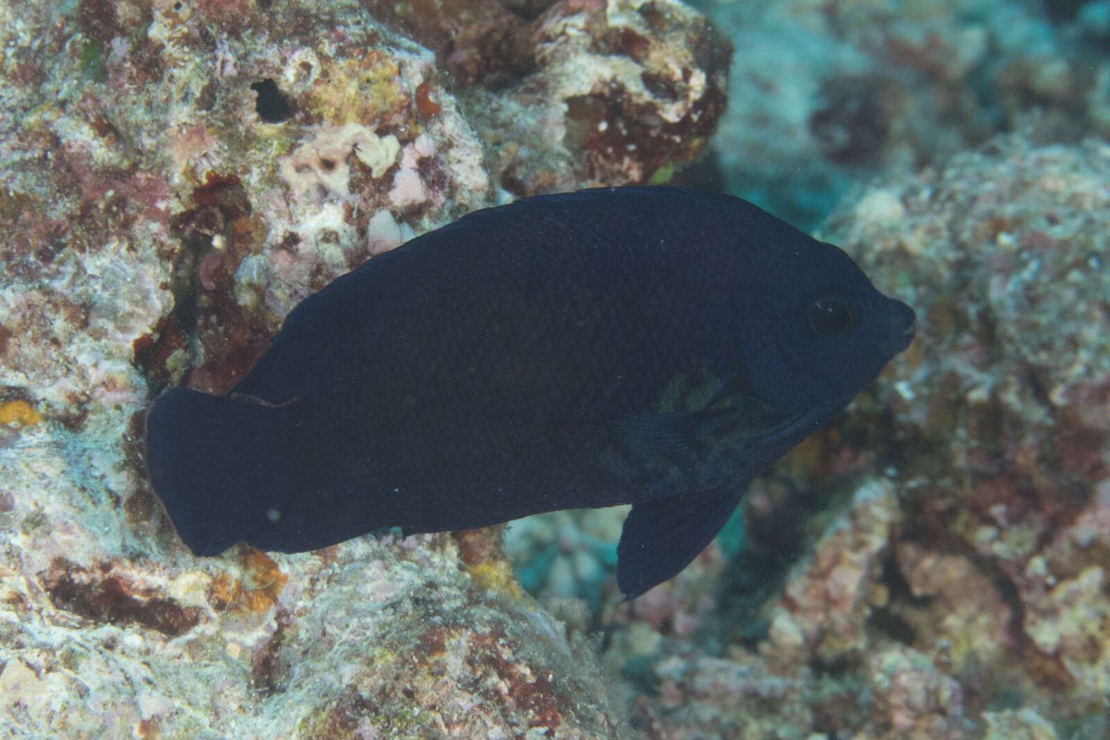 Image of Blue Velvet Angelfish