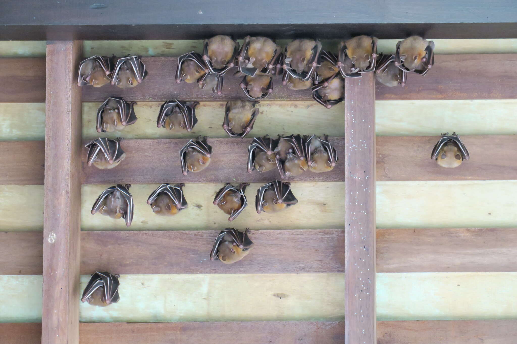 Image of Common Short-nosed Fruit Bat