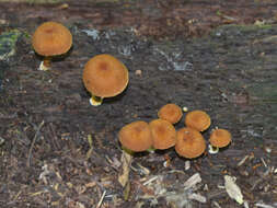 Imagem de Pholiota granulosa (Peck) A. H. Sm. & Hesler 1968