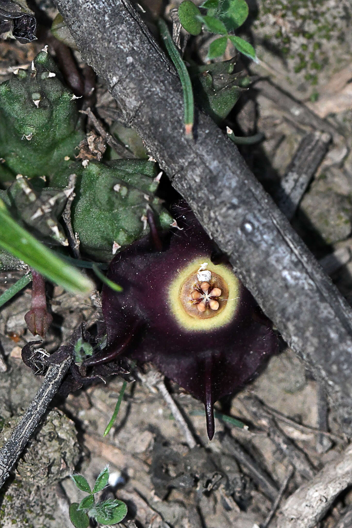 Image of Ceropegia pillansiana (N. E. Br.) Bruyns