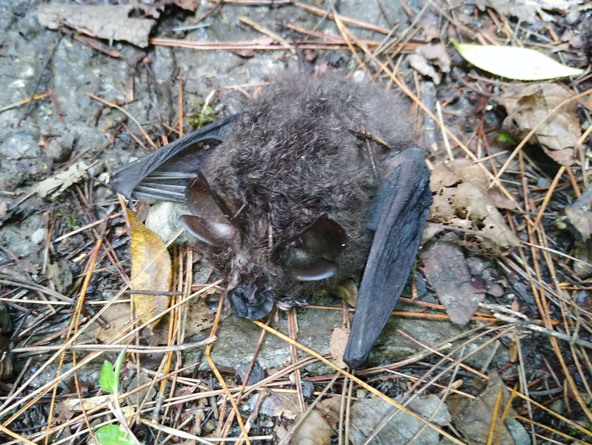 Image of Formosan Woolly Horseshoe Bat