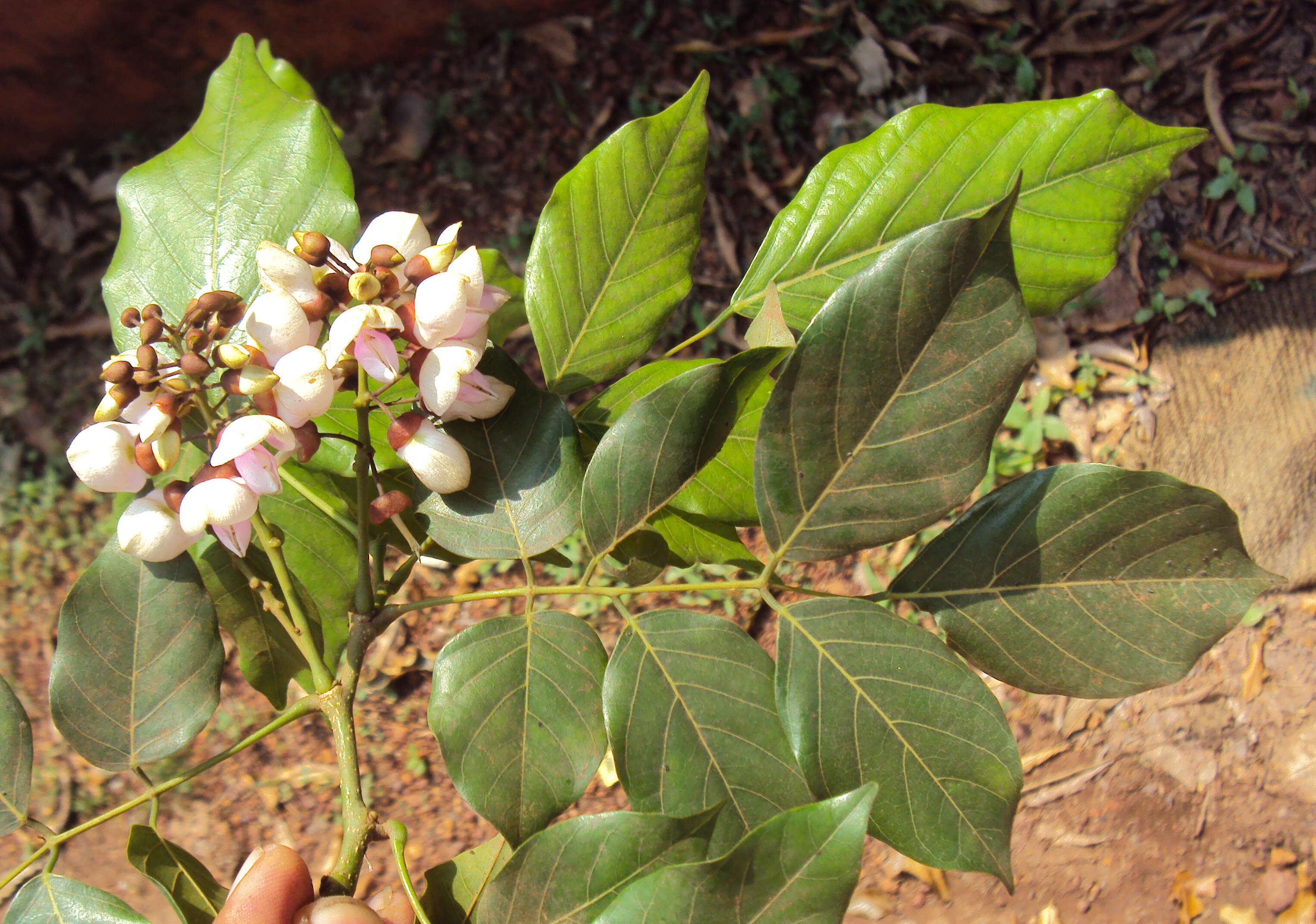 Image of Pongamia