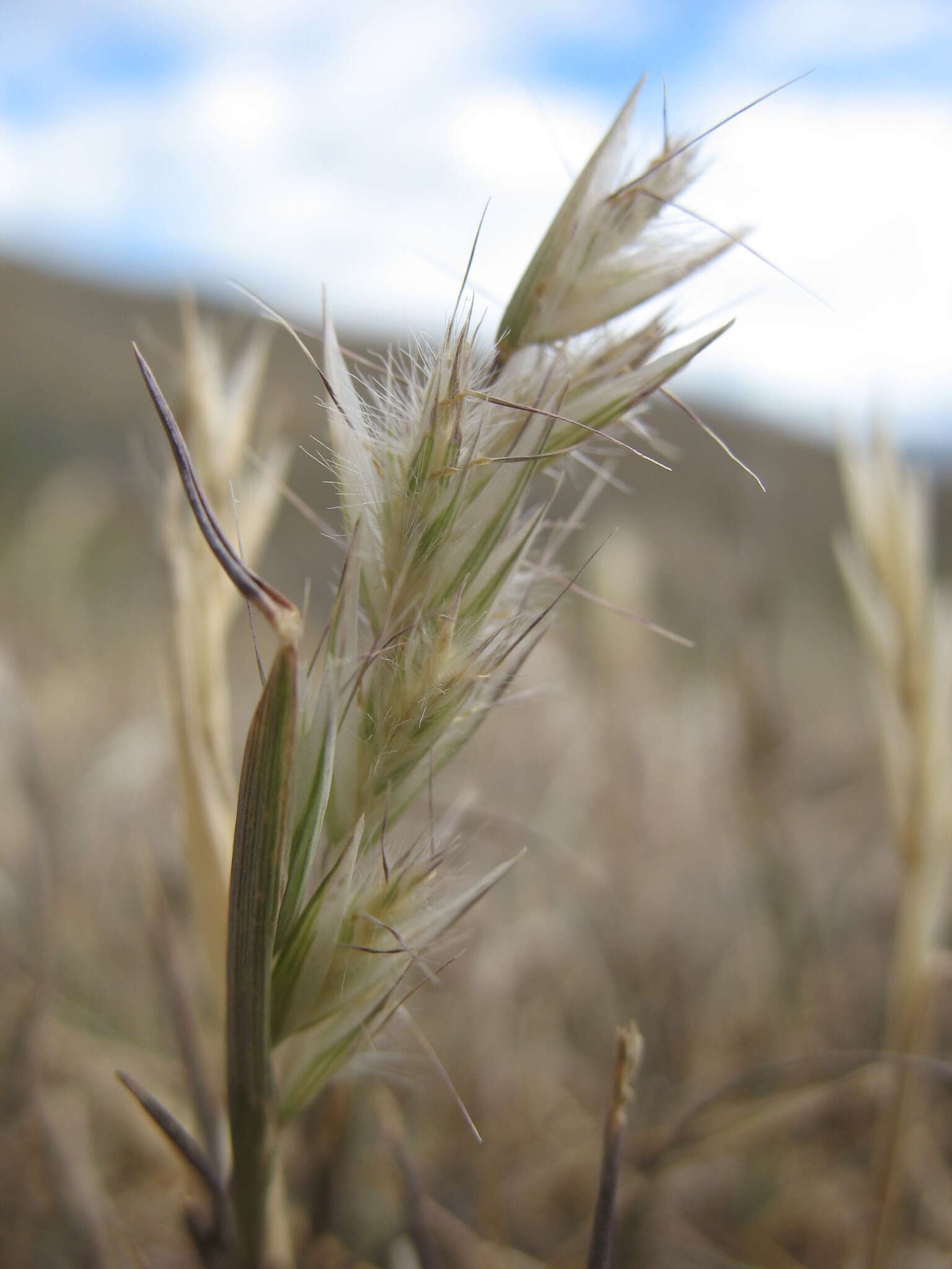 Image of Rytidosperma clavatum (Zotov) Connor & Edgar