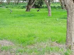 Image of spur-winged lapwing